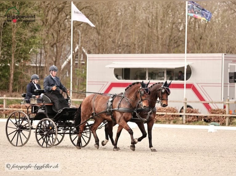 Holsteiner Wallach 14 Jahre 170 cm Brauner in Heijen