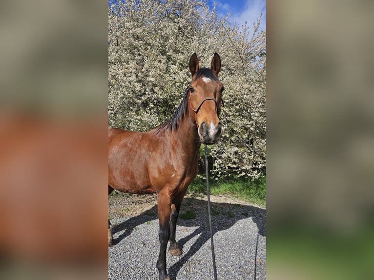 Holsteiner Wallach 14 Jahre 170 cm Brauner in Wertheim