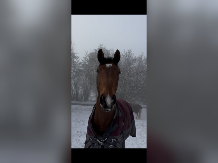 Holsteiner Wallach 14 Jahre 170 cm Brauner in Wertheim