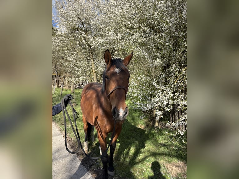 Holsteiner Wallach 14 Jahre 170 cm Brauner in Wertheim