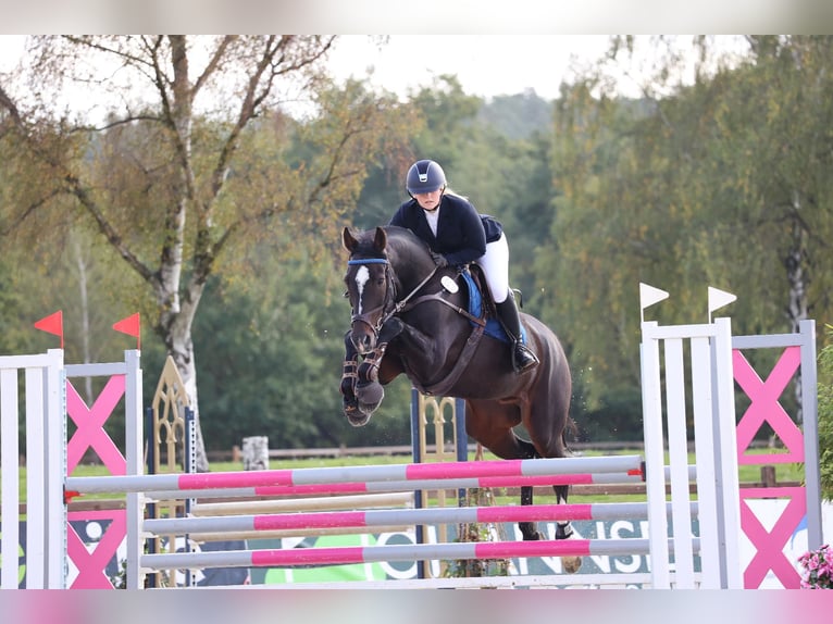 Holsteiner Wallach 14 Jahre 170 cm Dunkelbrauner in Tespe