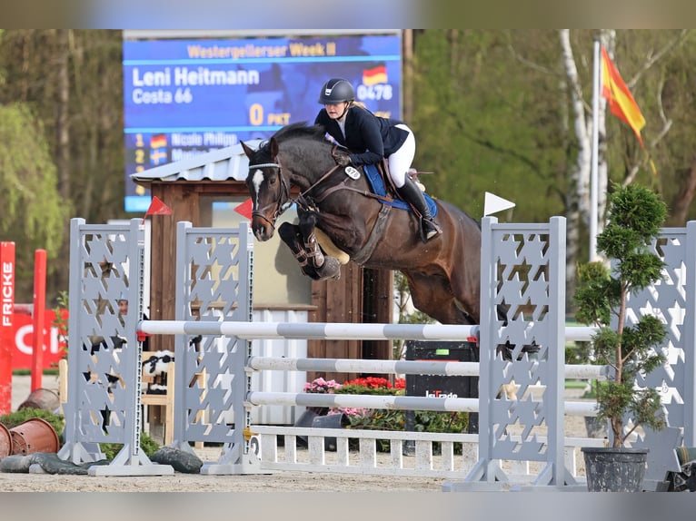 Holsteiner Wallach 14 Jahre 170 cm Dunkelbrauner in Tespe