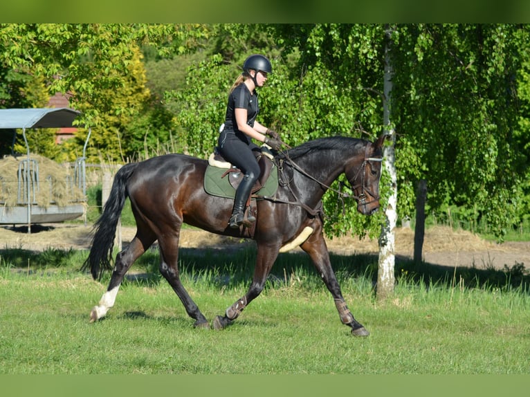Holsteiner Wallach 14 Jahre 170 cm Dunkelbrauner in Tespe