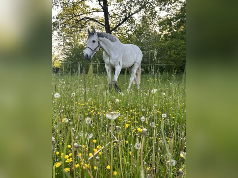 Holsteiner Wallach 14 Jahre 170 cm Schimmel in Zorneding