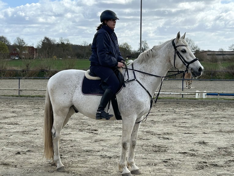 Holsteiner Wallach 14 Jahre 170 cm Schimmel in Ahrensbök
