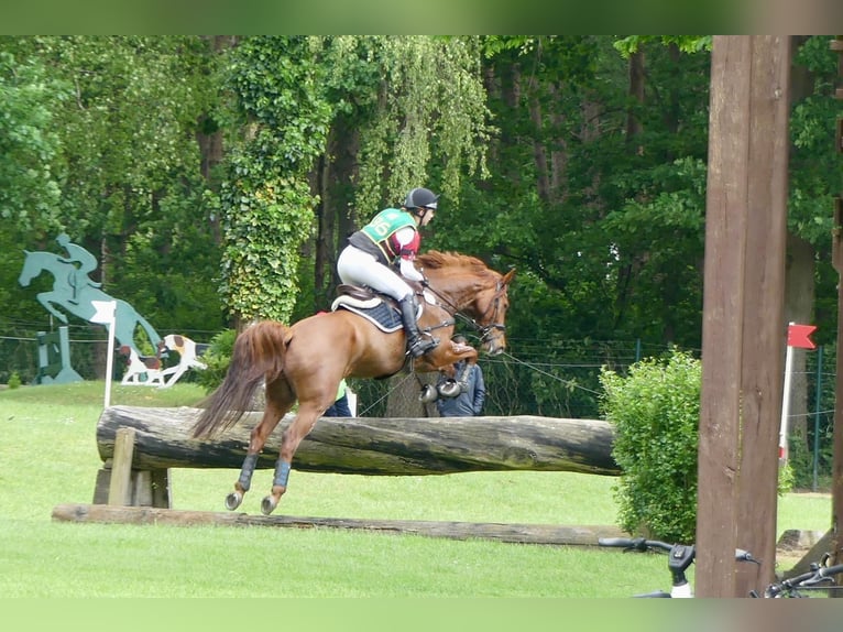 Holsteiner Wallach 14 Jahre 171 cm Fuchs in Bocholt