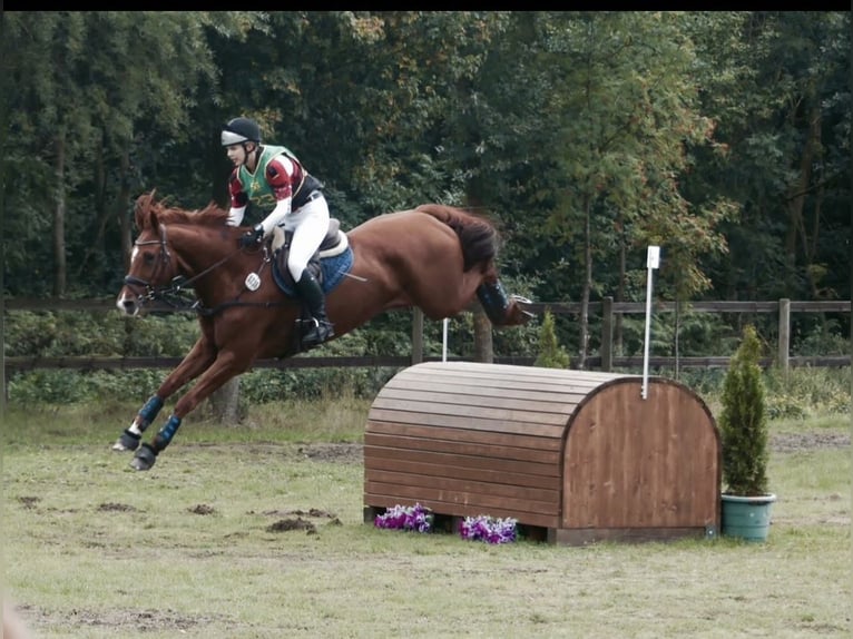 Holsteiner Wallach 14 Jahre 171 cm Fuchs in Bocholt