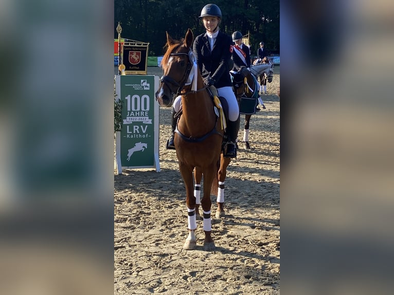 Holsteiner Wallach 14 Jahre 171 cm Fuchs in Bocholt