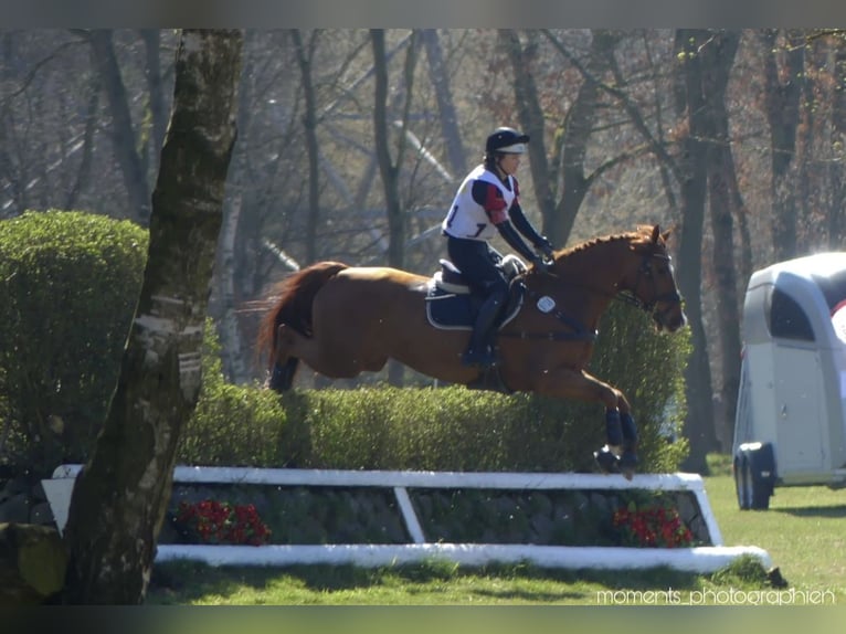 Holsteiner Wallach 14 Jahre 171 cm Fuchs in Bocholt