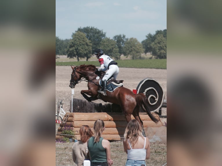 Holsteiner Wallach 14 Jahre 171 cm Fuchs in Bocholt