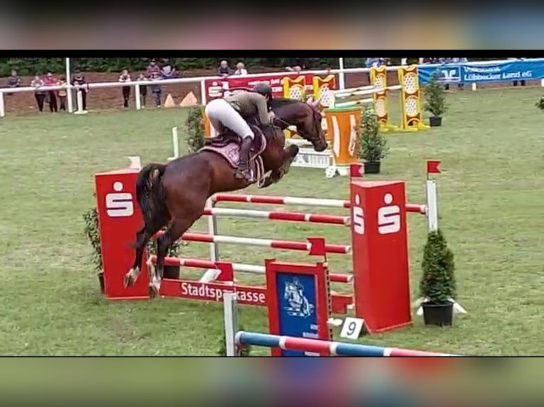 Holsteiner Wallach 14 Jahre 172 cm Brauner in Minden