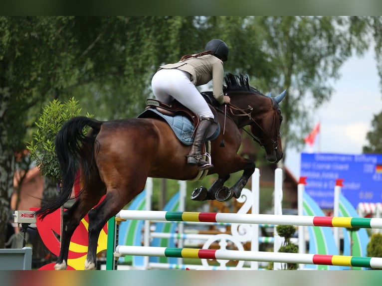Holsteiner Wallach 14 Jahre 172 cm Brauner in Minden