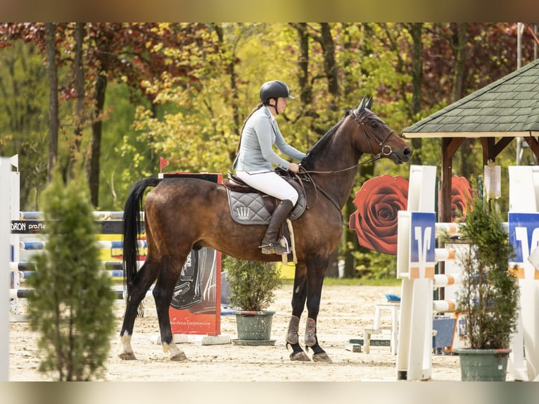 Holsteiner Wallach 14 Jahre 172 cm Brauner in Minden