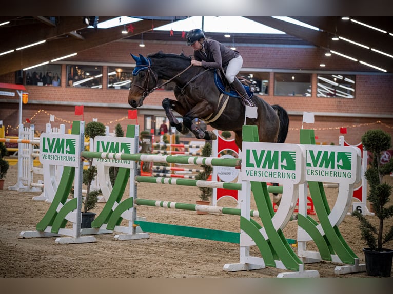 Holsteiner Wallach 14 Jahre 172 cm Brauner in Minden