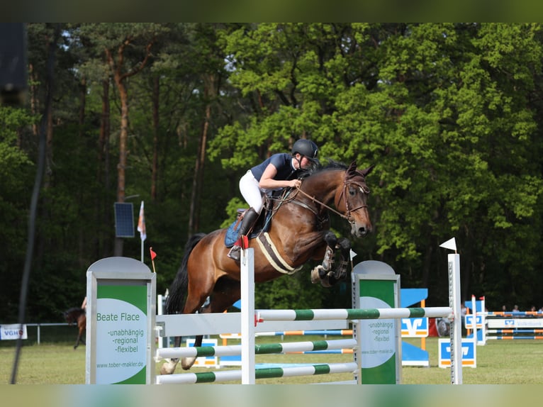 Holsteiner Wallach 14 Jahre 172 cm Brauner in Minden