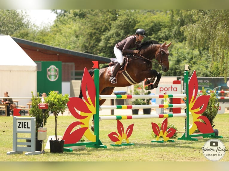 Holsteiner Wallach 14 Jahre 172 cm Brauner in Minden