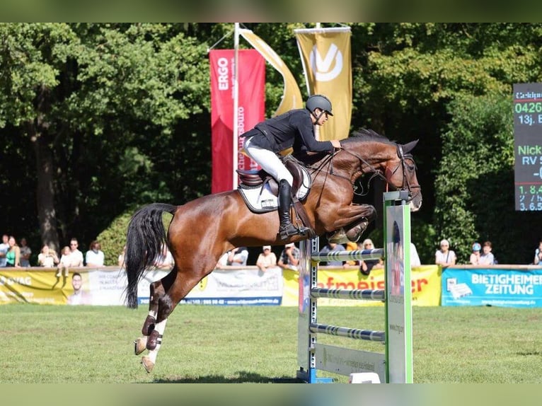 Holsteiner Wallach 14 Jahre 172 cm Brauner in Schutterwald