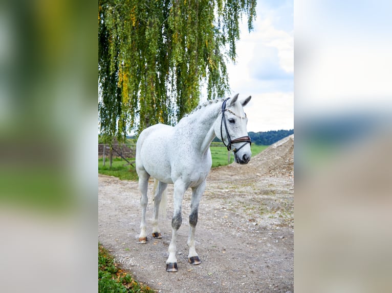 Holsteiner Wallach 14 Jahre 172 cm Fliegenschimmel in Petting