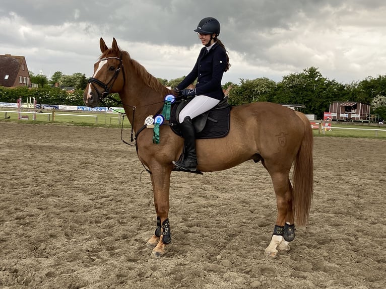 Holsteiner Wallach 14 Jahre 172 cm Fuchs in Felde