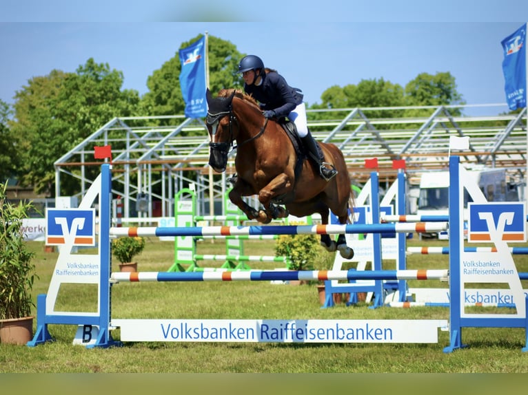 Holsteiner Wallach 14 Jahre 172 cm Fuchs in Felde