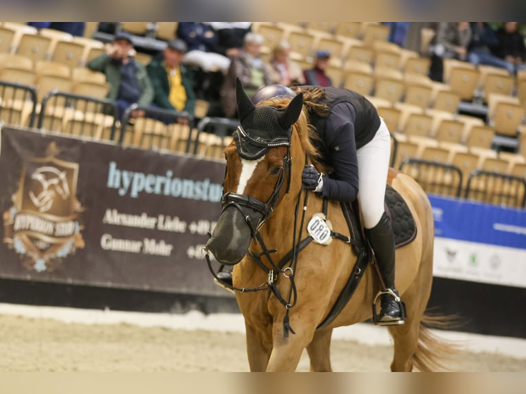 Holsteiner Wallach 14 Jahre 172 cm Fuchs in Felde