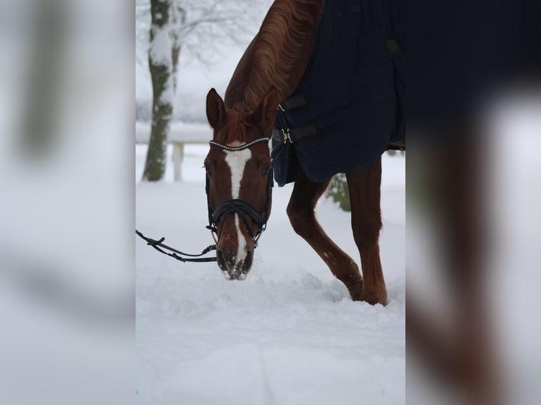 Holsteiner Wallach 14 Jahre 172 cm Fuchs in Felde