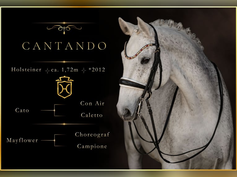 Holsteiner Wallach 14 Jahre 172 cm Schimmel in Wehringen