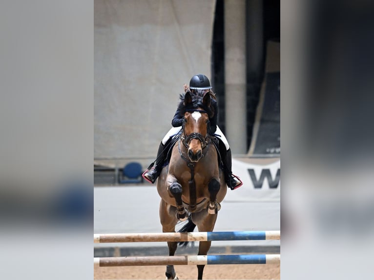 Holsteiner Wallach 14 Jahre 173 cm Brauner in Winnenden