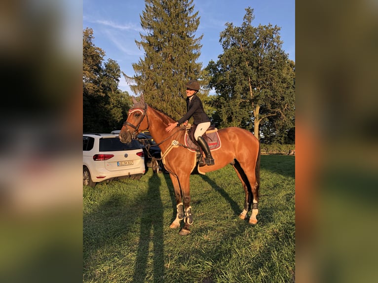 Holsteiner Wallach 14 Jahre 173 cm Brauner in Waiblingen