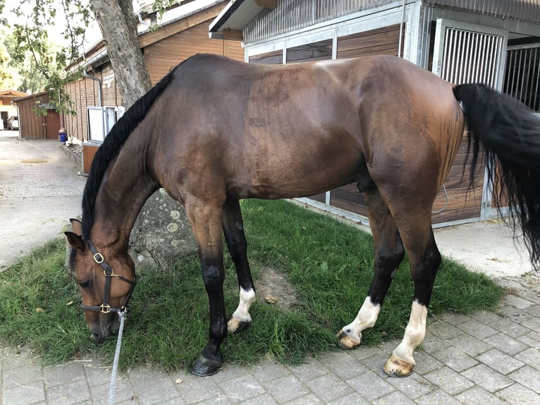 Holsteiner Wallach 14 Jahre 173 cm Brauner in Waiblingen