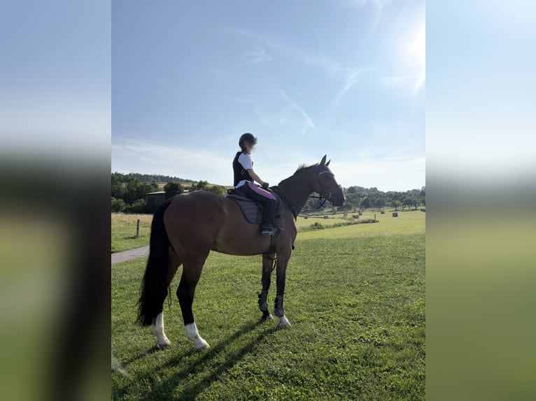 Holsteiner Wallach 14 Jahre 173 cm Brauner in Waiblingen