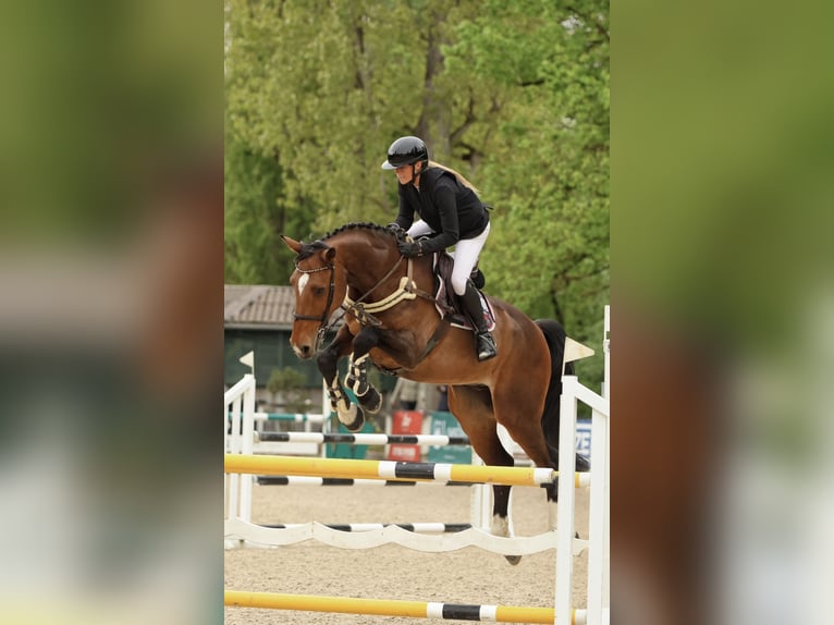 Holsteiner Wallach 14 Jahre 173 cm Brauner in Waiblingen