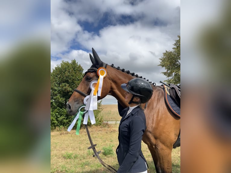 Holsteiner Wallach 14 Jahre 173 cm Brauner in Waiblingen
