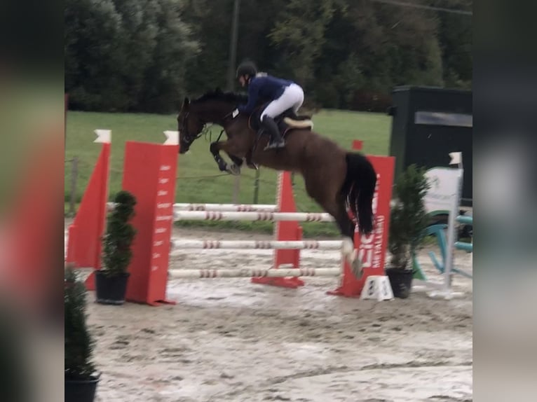 Holsteiner Wallach 14 Jahre 173 cm Brauner in Waiblingen