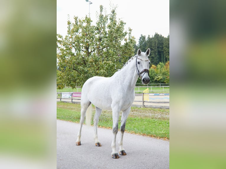 Holsteiner Wallach 14 Jahre 173 cm Fliegenschimmel in Petting