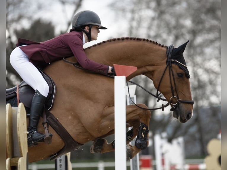 Holsteiner Wallach 14 Jahre 173 cm Fuchs in Bad Homburg vor der H&#xF6;he