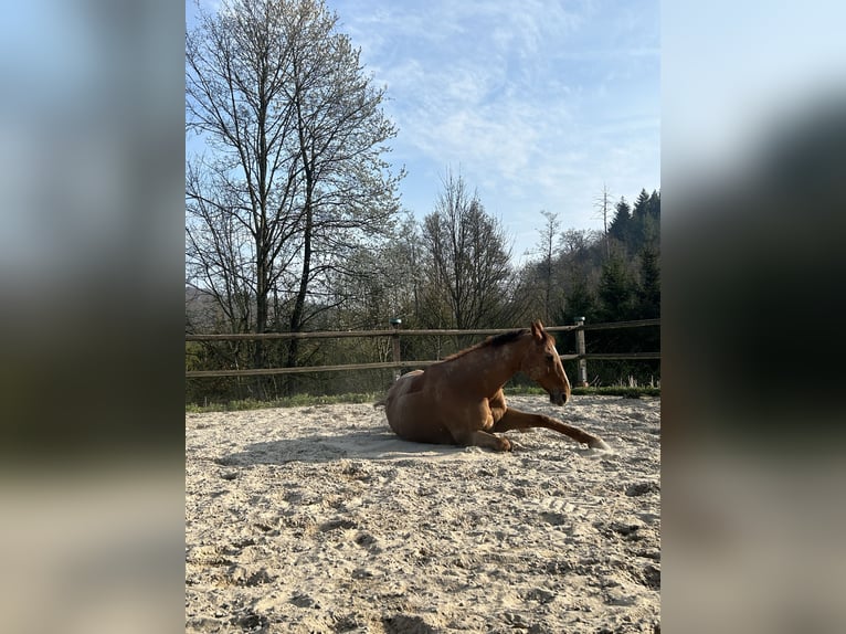 Holsteiner Wallach 14 Jahre 173 cm Fuchs in Greifenstein