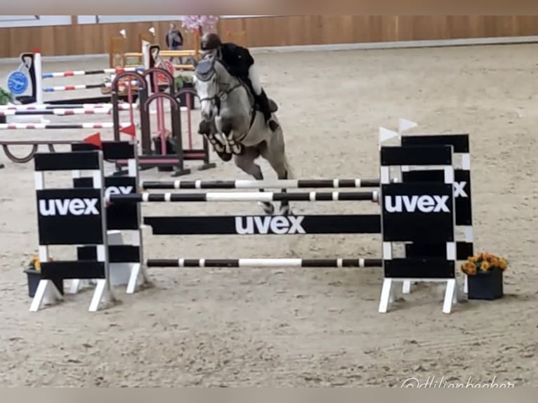 Holsteiner Wallach 14 Jahre 173 cm Schimmel in Hamm