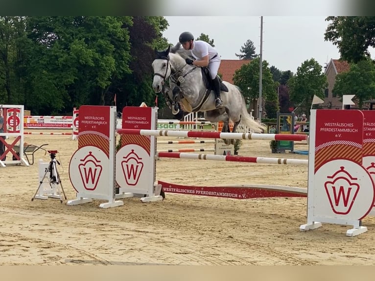 Holsteiner Wallach 14 Jahre 173 cm Schimmel in Hamm