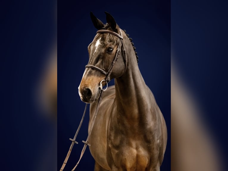 Holsteiner Wallach 14 Jahre 174 cm Dunkelbrauner in Kerken