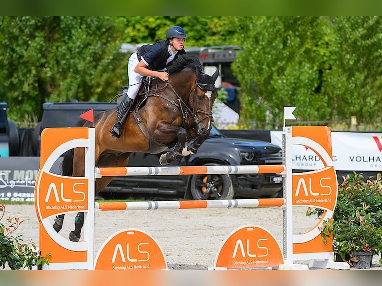 Holsteiner Wallach 14 Jahre 174 cm Dunkelbrauner in Oeversee