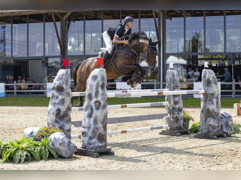 Holsteiner Wallach 14 Jahre 174 cm Dunkelbrauner in Oeversee