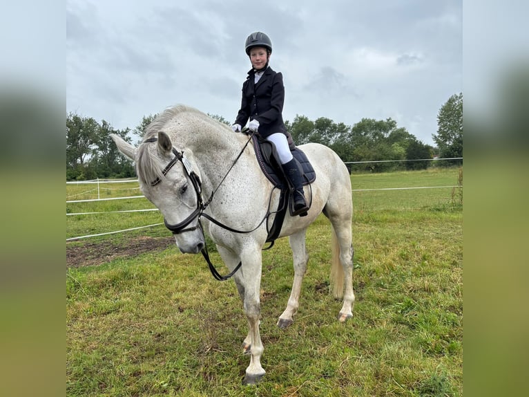 Holsteiner Wallach 14 Jahre 174 cm Schimmel in Meuselwitz