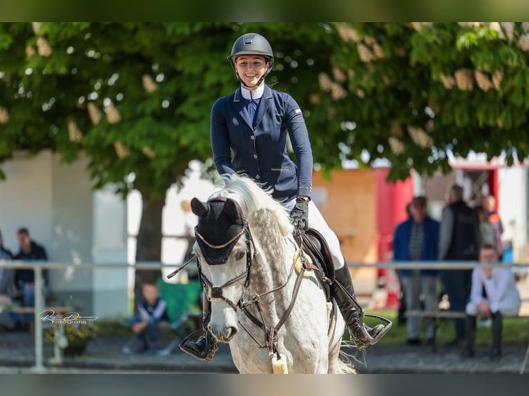 Holsteiner Wallach 14 Jahre 175 cm Schimmel in Frankfurt am MainFrankfurt