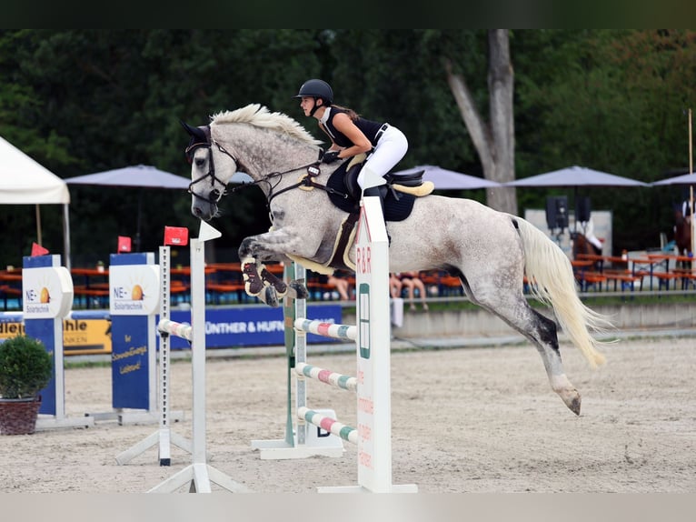 Holsteiner Wallach 14 Jahre 175 cm Schimmel in Frankfurt am MainFrankfurt