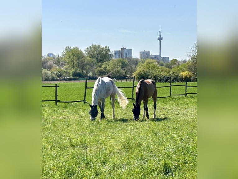 Holsteiner Wallach 14 Jahre 175 cm Schimmel in Frankfurt am MainFrankfurt