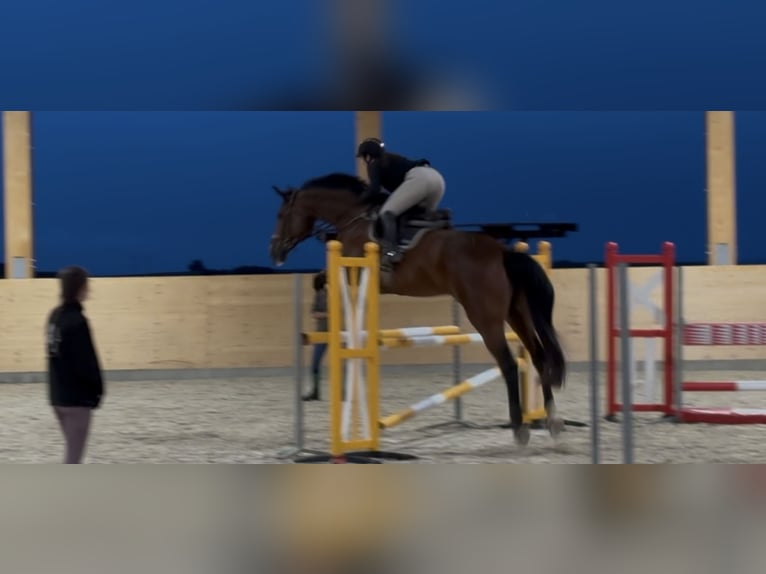 Holsteiner Wallach 14 Jahre 178 cm Brauner in Schwaigern