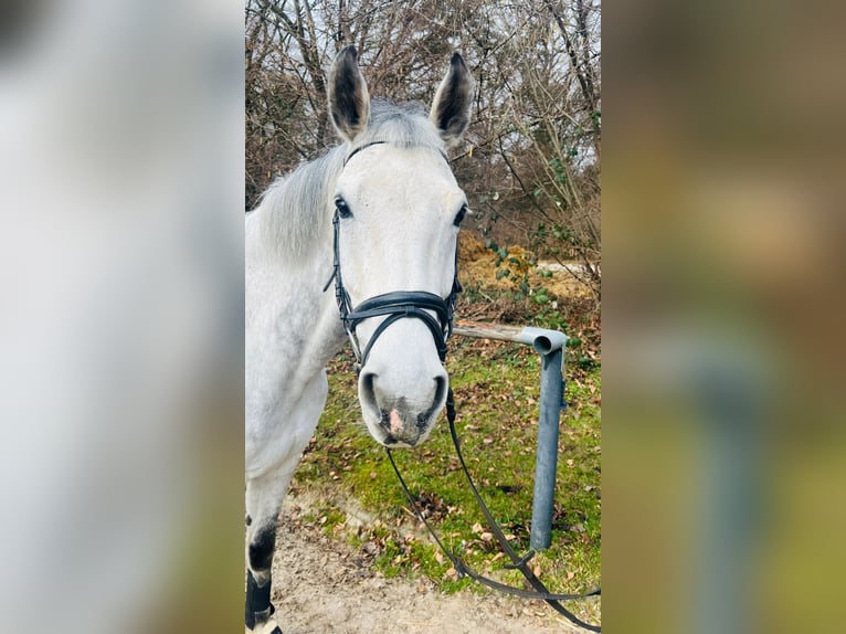 Holsteiner Wallach 14 Jahre 178 cm Schimmel in Aichwald