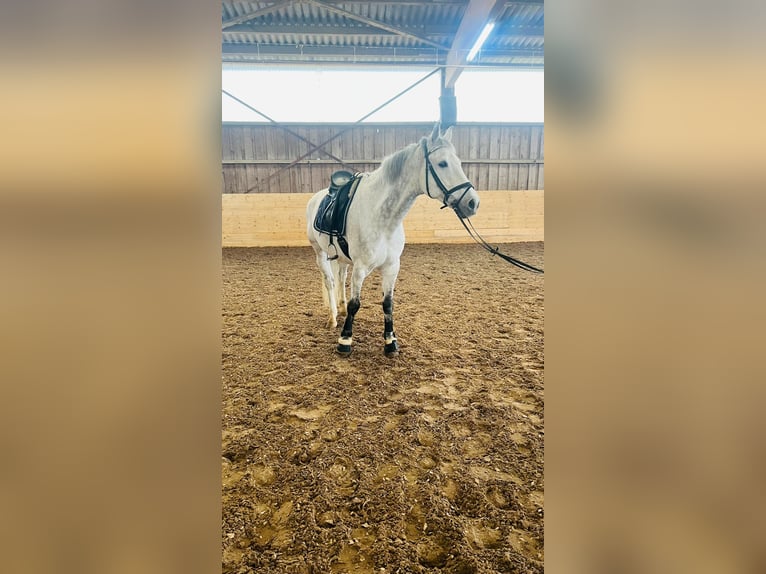 Holsteiner Wallach 14 Jahre 178 cm Schimmel in Aichwald