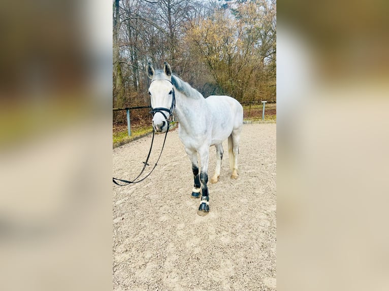 Holsteiner Wallach 14 Jahre 178 cm Schimmel in Aichwald